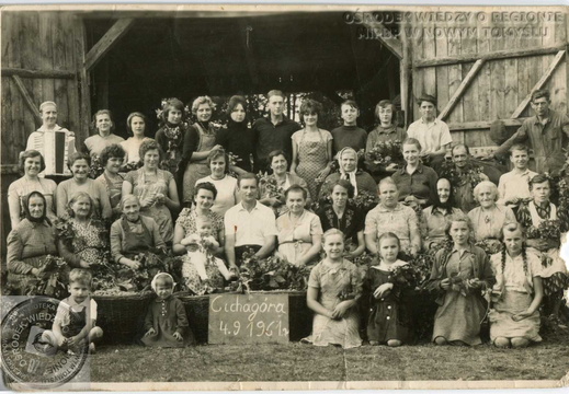 Zbieranie chmielu. 4 września 1961r.