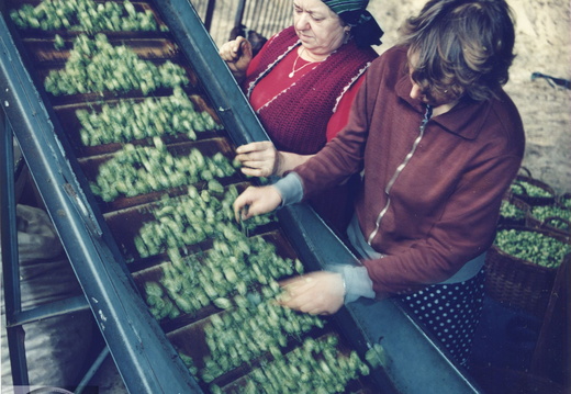 Sortowanie chmielu w Cichej Górze, 1986 r.