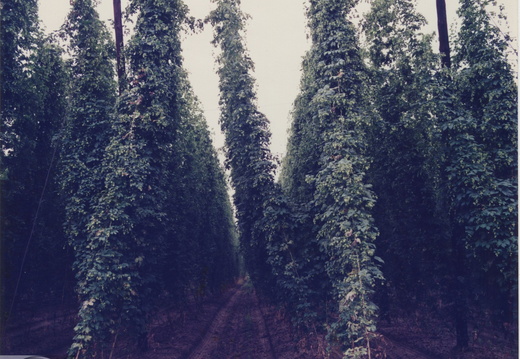 Plantacja chmielu pana Bińkowskiego w Cichej Górze