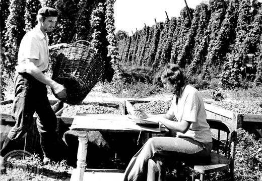 Plantacja chmielu - zbiory