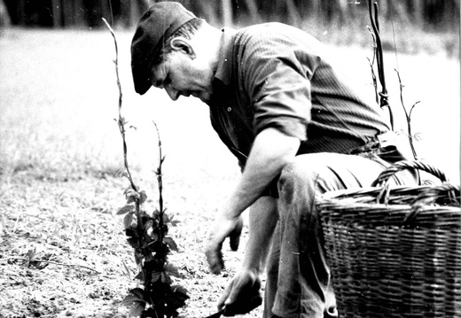 Sadzenie chmielu - plantacja Maksymiliana Webera