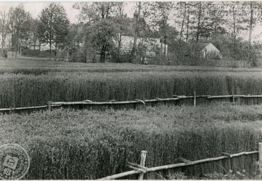 Moczarkowanie wikliny w Nowym Tomyślu