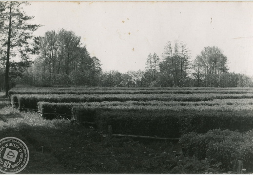 Moczarkowanie wikliny, 1947 r.