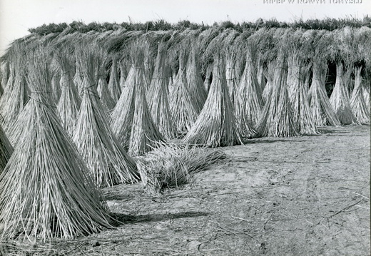Suszenie wikliny, 1959 r.