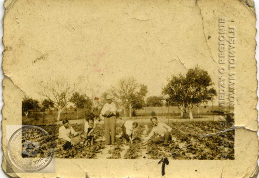 Praca przy truskawkach w ogrodzie.